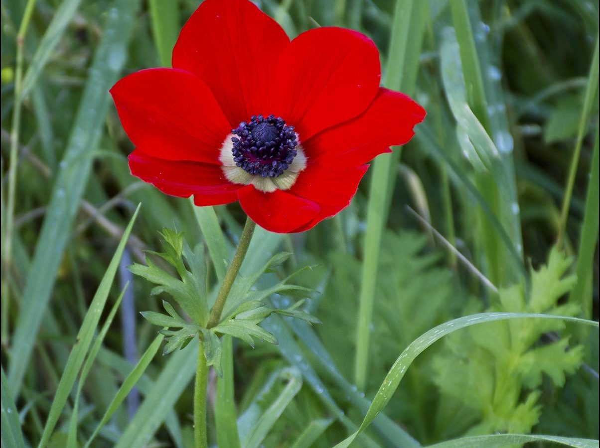 Anemone ‘De Caen’