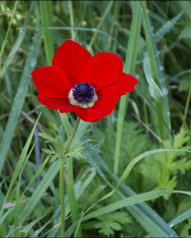 Anemone ‘De Caen’