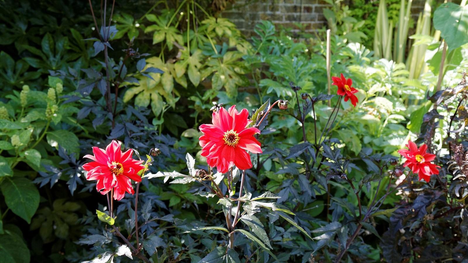 Dahlia ‘Bishop of Llandaff’