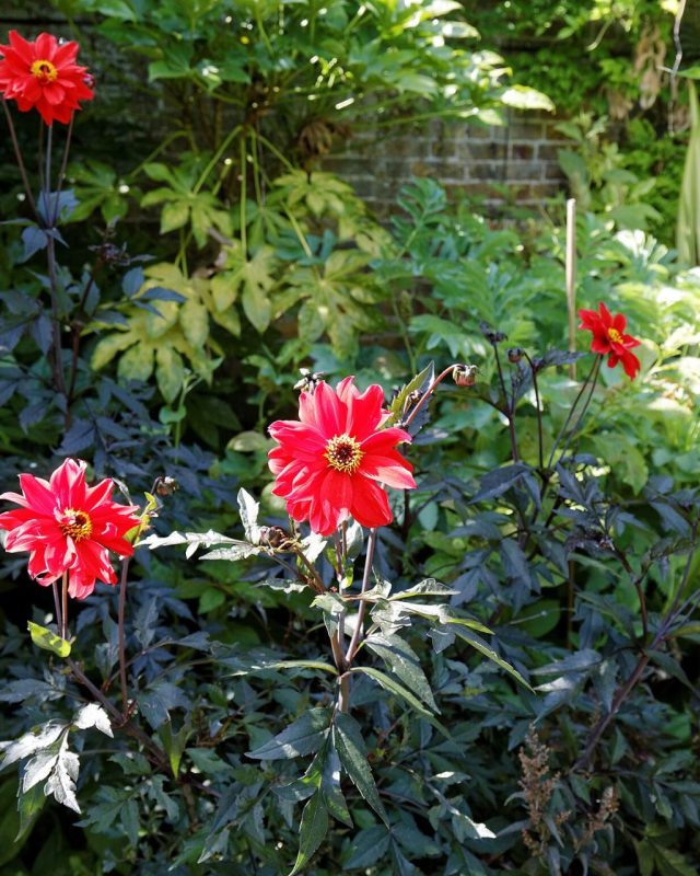Dahlia ‘Bishop of Llandaff’