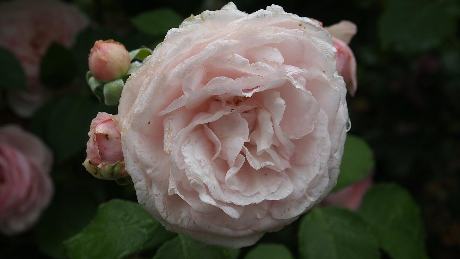 Garden Rose ‘Olivia Rose Austin’