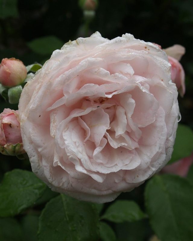 Garden Rose ‘Olivia Rose Austin’