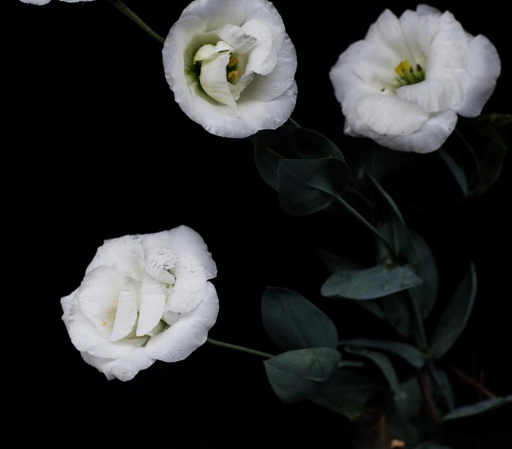 Lisianthus ‘Voyage Pink’