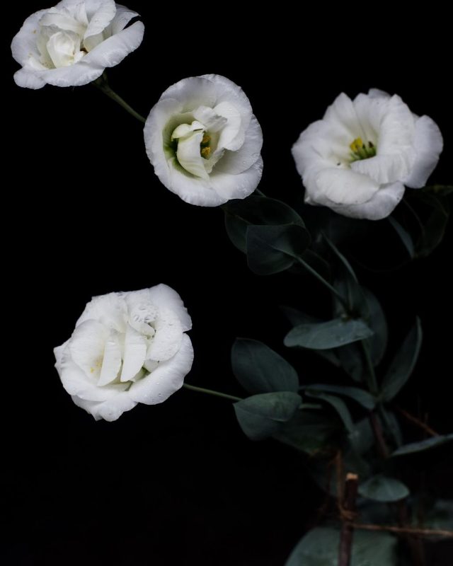 Lisianthus ‘Voyage Pink’