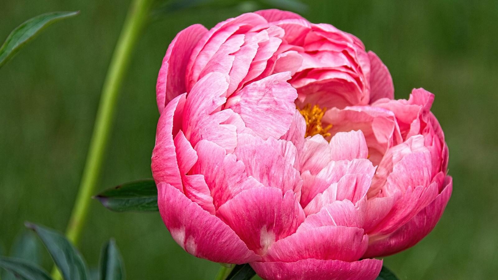 Peony ‘Blush Symphony’
