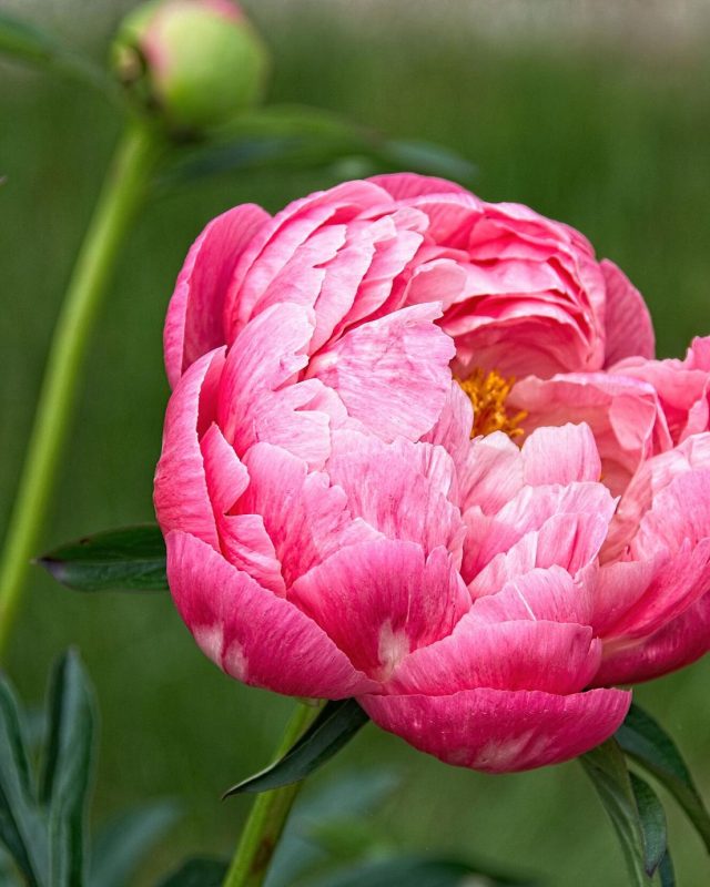 Peony ‘Coral Charm’
