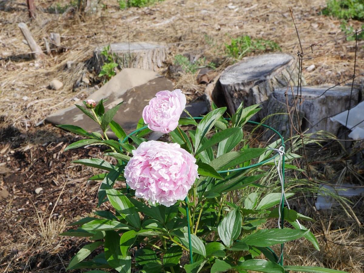 Peony ‘Sarah Bernhardt’