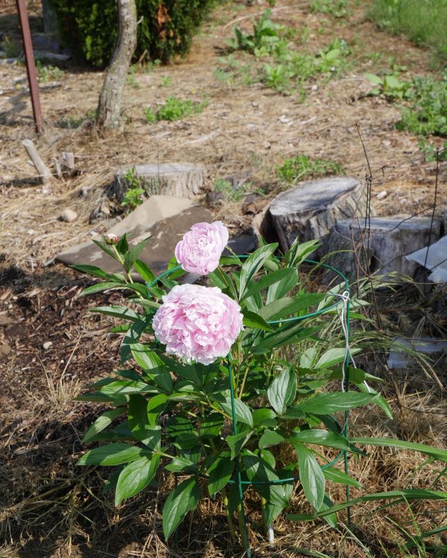 Peony ‘Sarah Bernhardt’