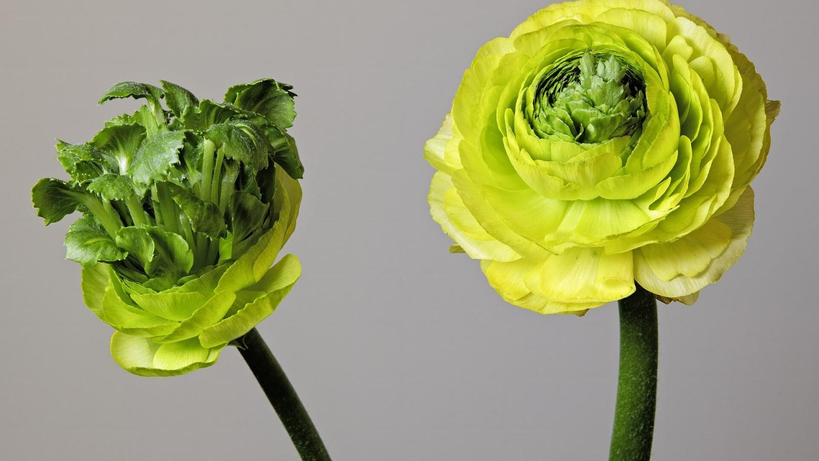 Ranunculus ‘Cloni Elegance’