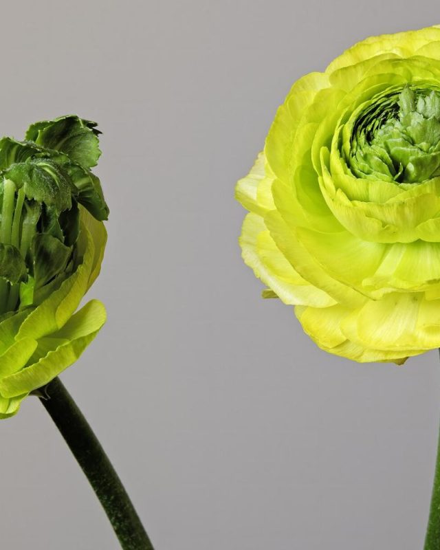 Ranunculus ‘Cloni Elegance’