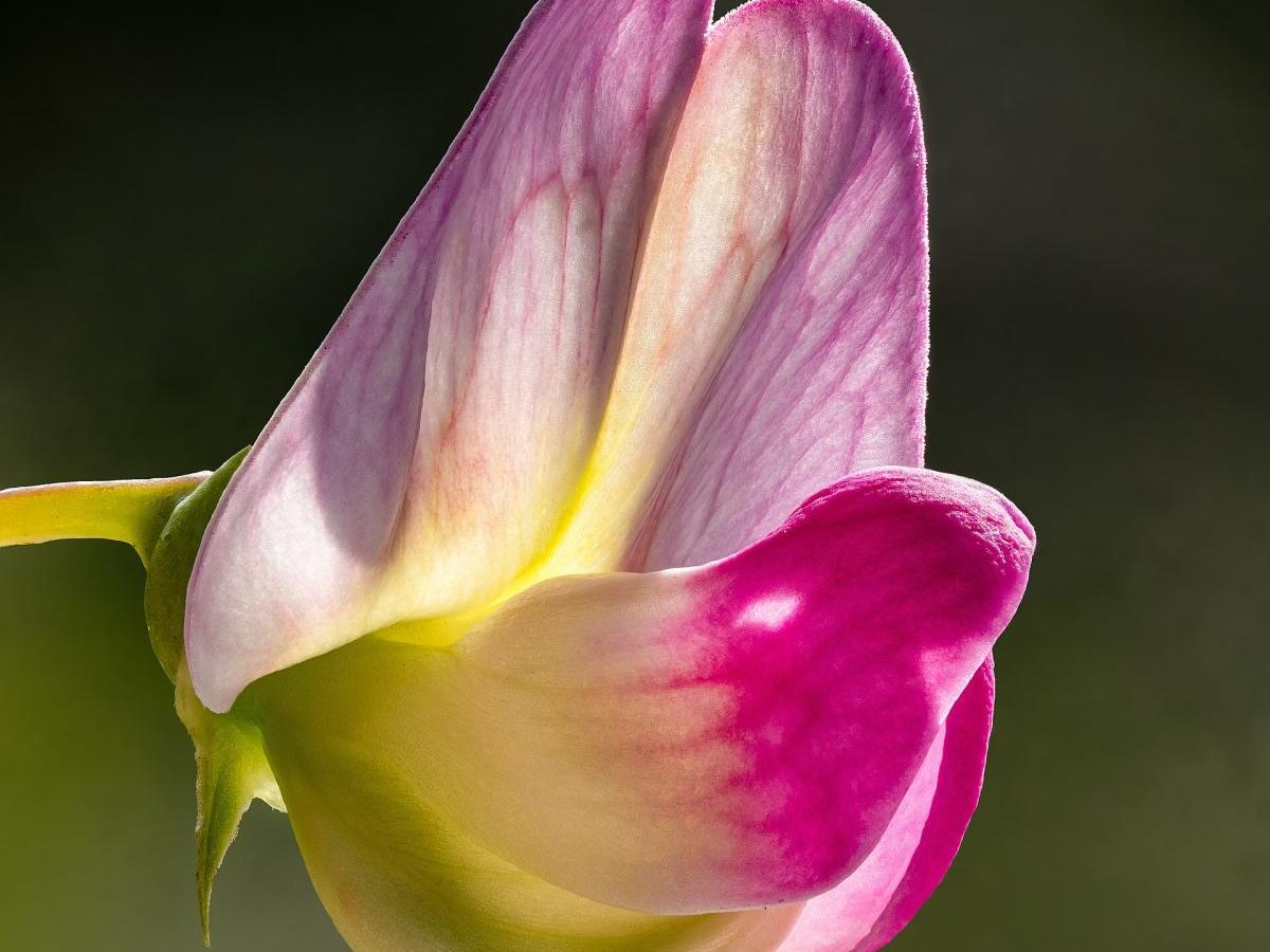 Sweet Pea ‘Cupani’