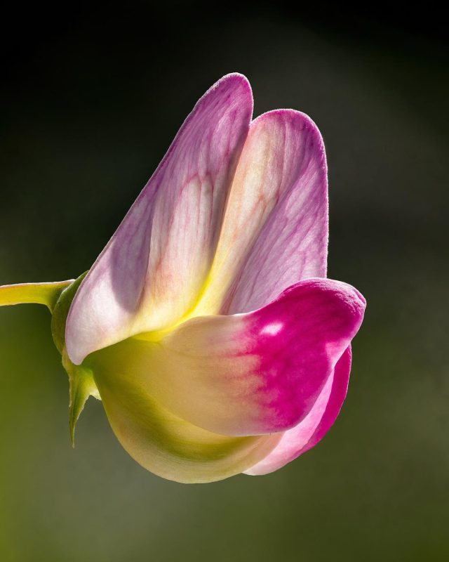 Sweet Pea ‘Cupani’