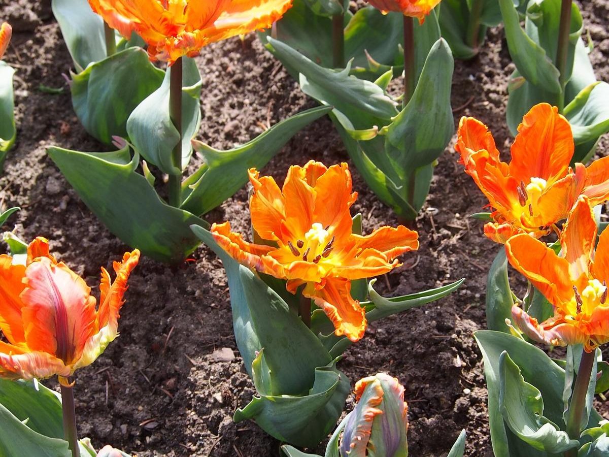 Tulip ‘Parrot Mix’