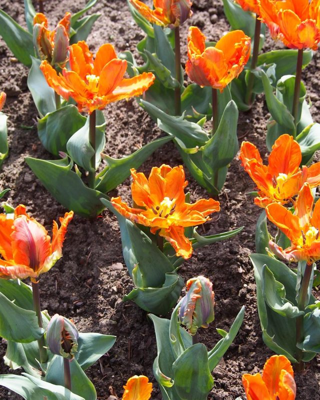 Tulip ‘Parrot Mix’