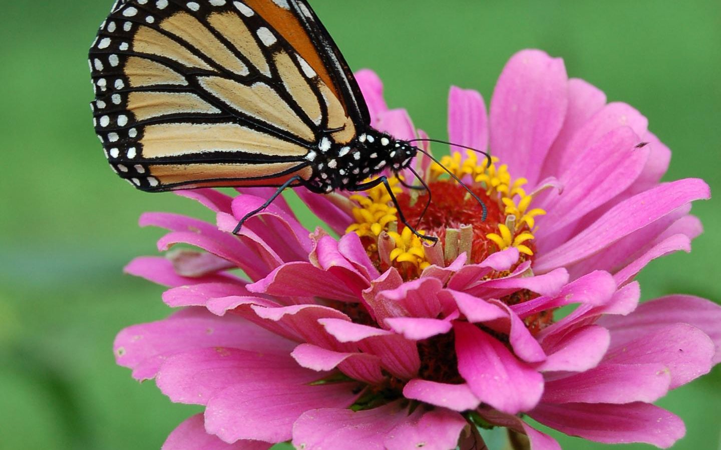 Zinnia ‘Queen Red Lime’