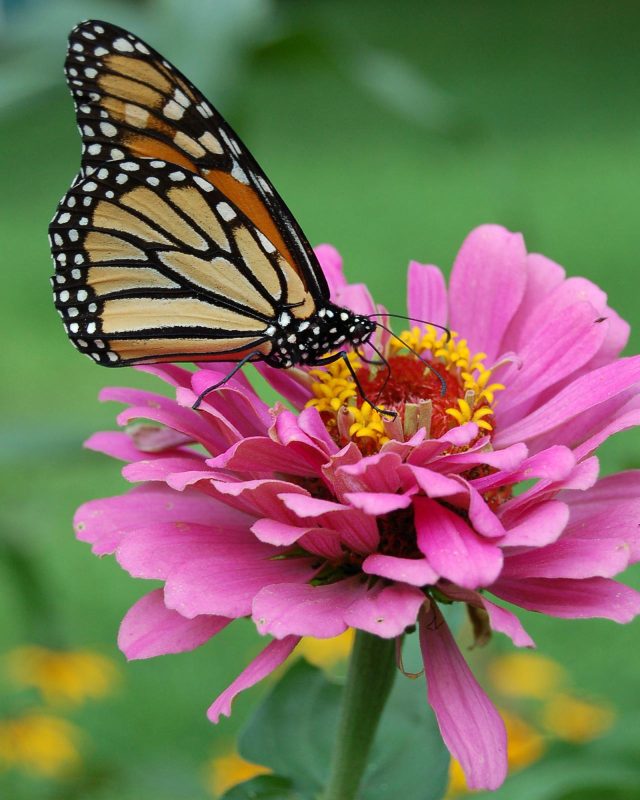 Zinnia ‘Queen Red Lime’